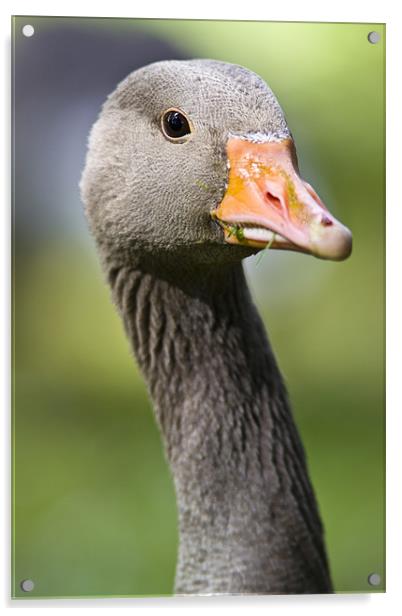 Greylag Goose (Anser anser) Acrylic by Gabor Pozsgai