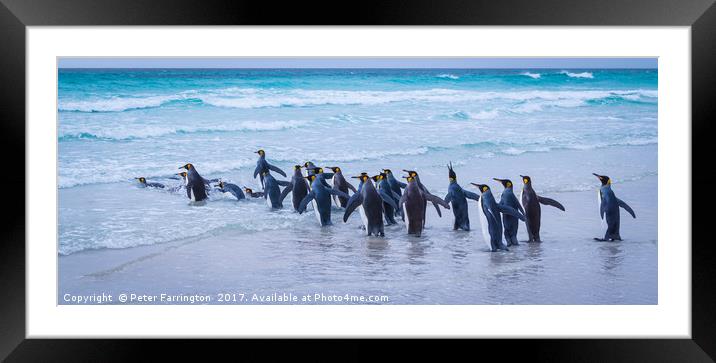 Time For A Dip ! Framed Mounted Print by Peter Farrington