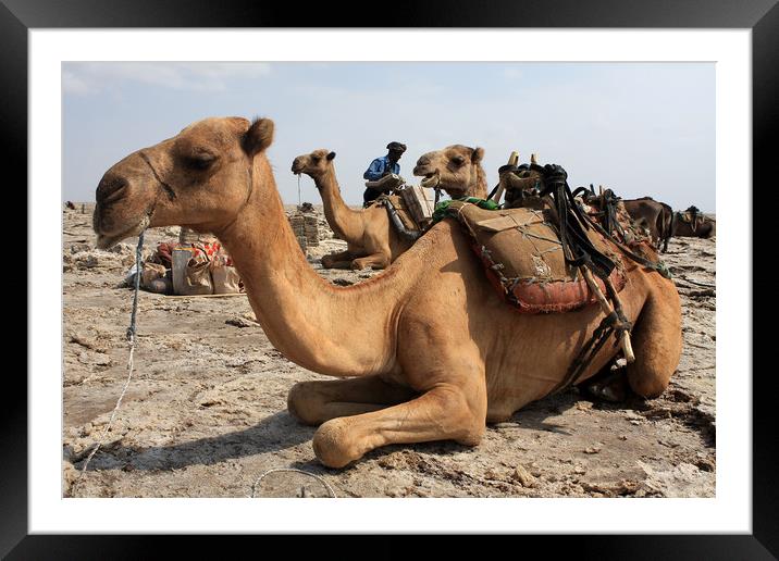 Camel Waiting Patiently  Framed Mounted Print by Aidan Moran