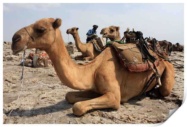 Camel Waiting Patiently  Print by Aidan Moran