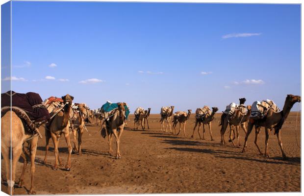 Camels In The Danakil Depression  Canvas Print by Aidan Moran