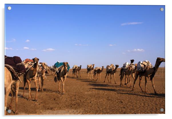 Camels In The Danakil Depression  Acrylic by Aidan Moran