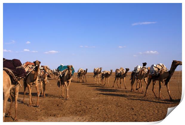 Camels In The Danakil Depression  Print by Aidan Moran
