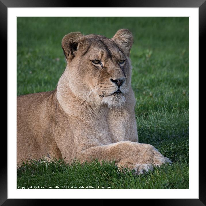Lioness portrait Framed Mounted Print by Alan Tunnicliffe