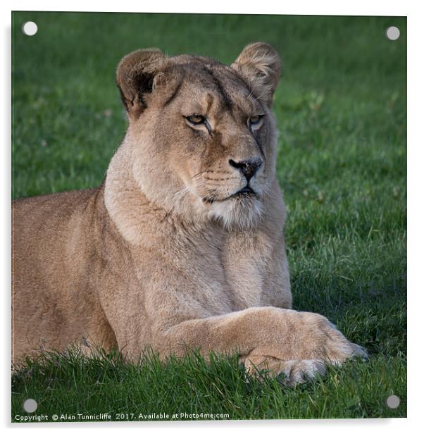 Lioness portrait Acrylic by Alan Tunnicliffe