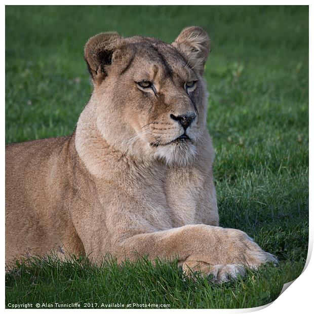 Lioness portrait Print by Alan Tunnicliffe