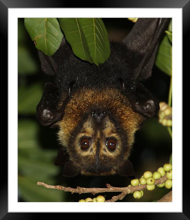 Fruit Bat Framed Mounted Print by peter tachauer