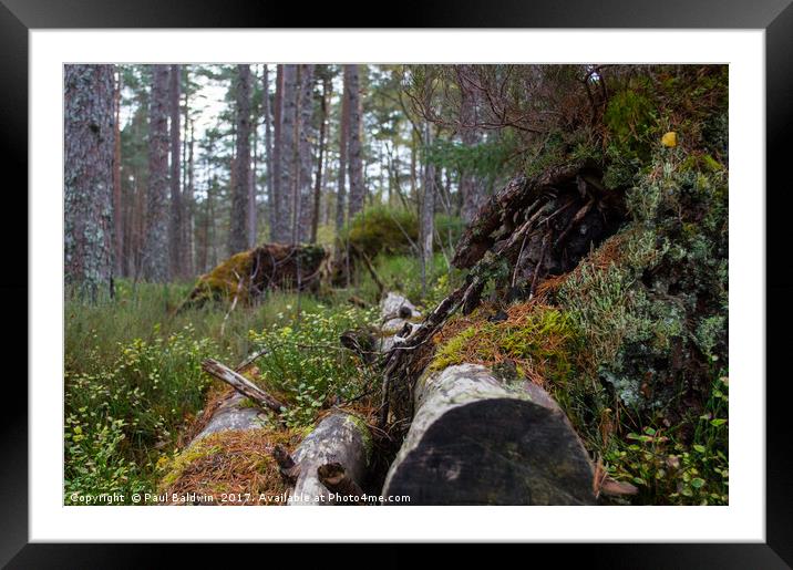 Autumn Woodland, Little Garve Framed Mounted Print by Paul Baldwin