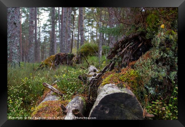 Autumn Woodland, Little Garve Framed Print by Paul Baldwin