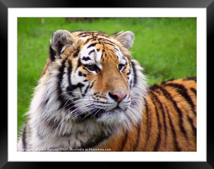 Arina - Sumatran Tigress Framed Mounted Print by mark danson