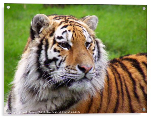 Arina - Sumatran Tigress Acrylic by mark danson