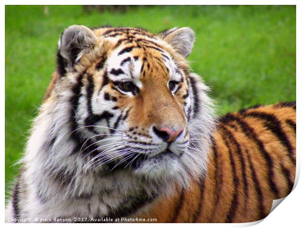 Arina - Sumatran Tigress Print by mark danson