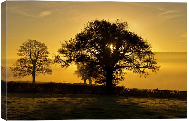 Trees at sunrise Canvas Print by Pete Hemington