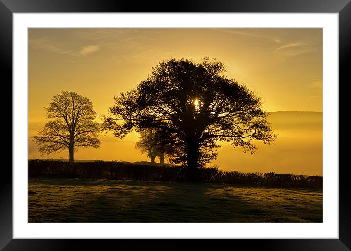 Trees at sunrise Framed Mounted Print by Pete Hemington