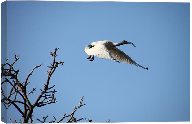 Flight of the Ibis Canvas Print by peter tachauer