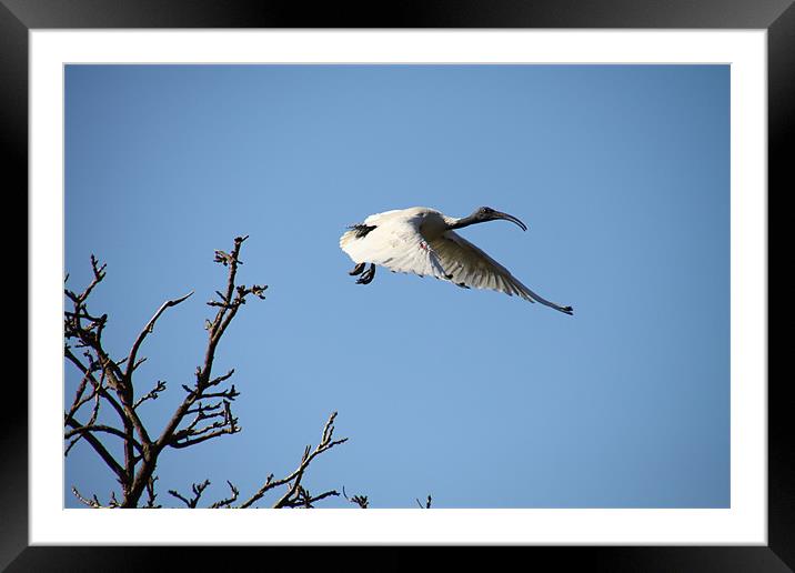 Flight of the Ibis Framed Mounted Print by peter tachauer