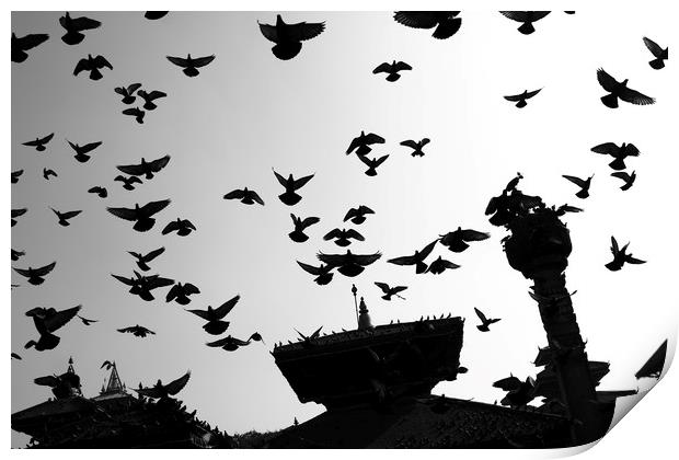 Temple Birds, Durbar Square, Kathmandu  Print by Aidan Moran
