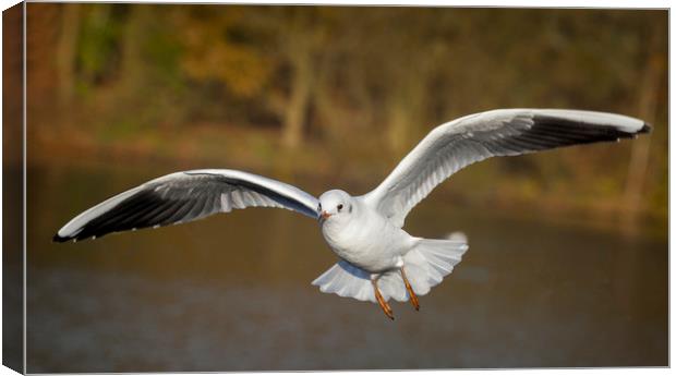 The flying gull Canvas Print by Jonathan Thirkell