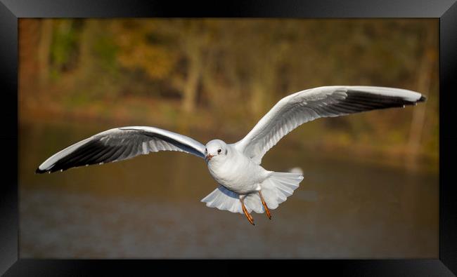 The flying gull Framed Print by Jonathan Thirkell