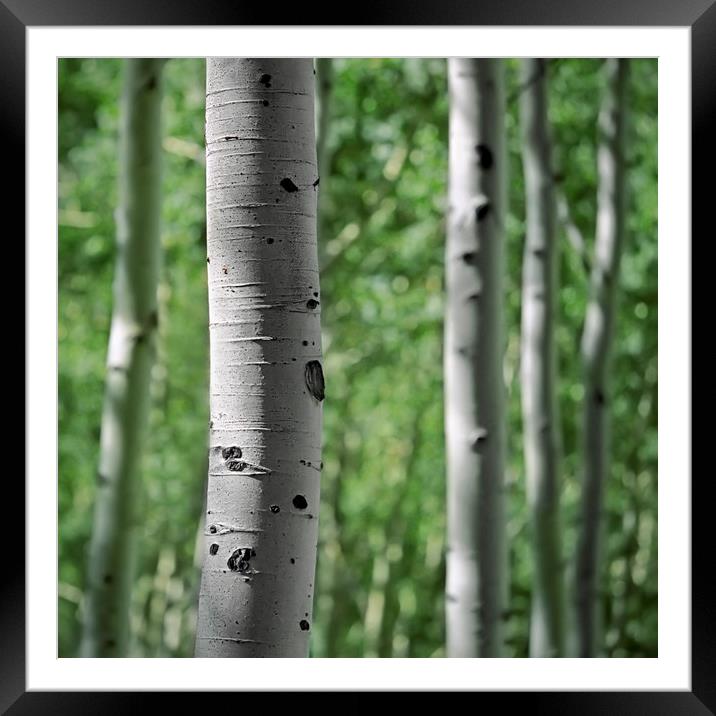 Aspen Trees at Sunrise Framed Mounted Print by Luc Novovitch