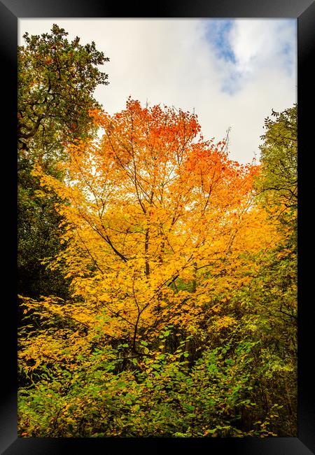 Autumn colors Oct. 2016 River Annan Framed Print by Hugh McKean
