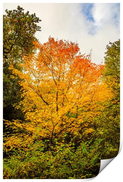 Autumn colors Oct. 2016 River Annan Print by Hugh McKean