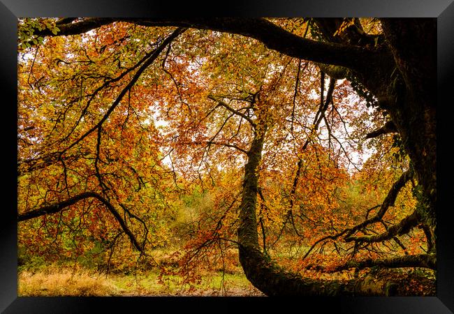 Autumn colors Oct. 2016 River Annan Framed Print by Hugh McKean