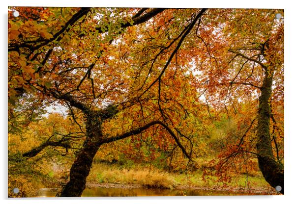 Autumn colors Oct. 2016 River Annan Acrylic by Hugh McKean