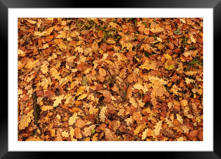 Autumn leaves Oct. 2016 River Annan Framed Mounted Print by Hugh McKean
