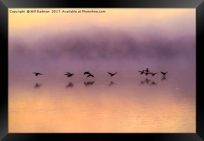 Canadian Geese flying over misty sunrise reservoir Framed Print by Will Badman
