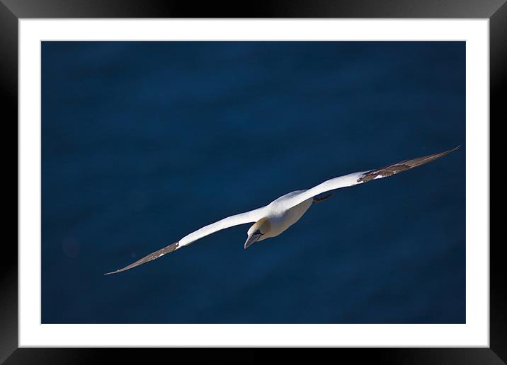 Northern Gannet (Morus bassanus) in flight Framed Mounted Print by Gabor Pozsgai
