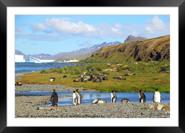 South Georgia in the Southern Atlantic Framed Mounted Print by Carole-Anne Fooks