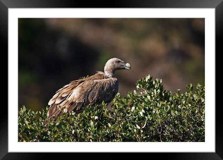 Griffon Vulture (Gyps fulvus) Framed Mounted Print by Gabor Pozsgai