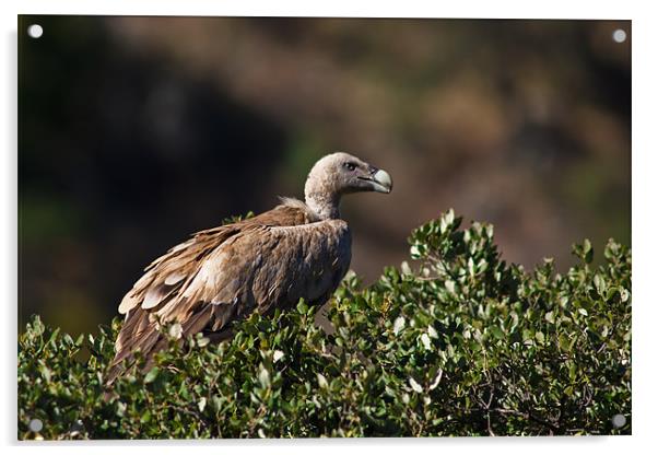 Griffon Vulture (Gyps fulvus) Acrylic by Gabor Pozsgai