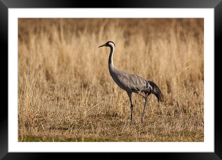 Crane (Grus grus) Framed Mounted Print by Gabor Pozsgai