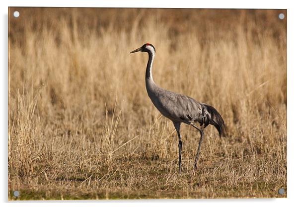 Crane (Grus grus) Acrylic by Gabor Pozsgai