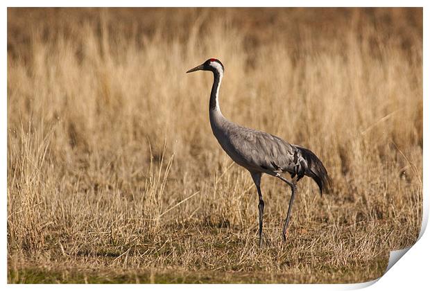 Crane (Grus grus) Print by Gabor Pozsgai