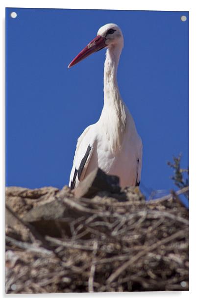 White stork (Ciconia ciconia) Acrylic by Gabor Pozsgai