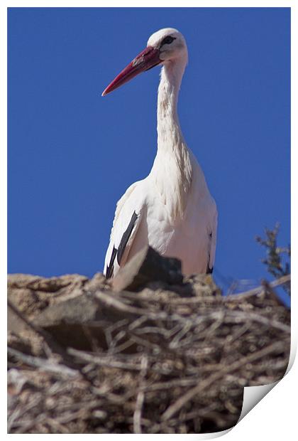 White stork (Ciconia ciconia) Print by Gabor Pozsgai