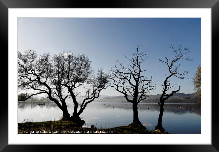 Trees by Ullswater in the Lake District Framed Mounted Print by Colin Woods
