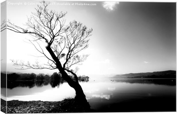 Trees by Ullswater in the Lake District Canvas Print by Colin Woods
