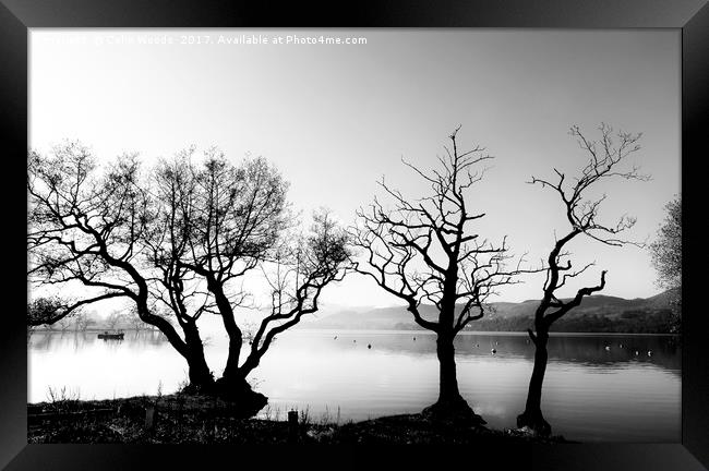 Trees by Ullswater in the Lake District Framed Print by Colin Woods