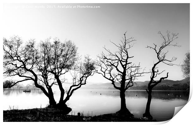 Trees by Ullswater in the Lake District Print by Colin Woods
