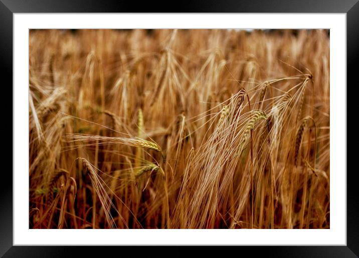 Wheat Framed Mounted Print by paul green