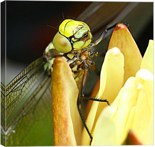 Dragonfly Canvas Print by Anthony Kellaway