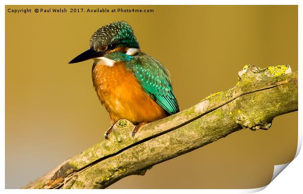 Eurasian Kingfisher Print by Paul Welsh