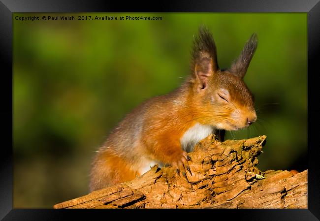 Red Squirrel High On Life Framed Print by Paul Welsh
