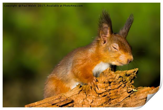 Red Squirrel High On Life Print by Paul Welsh