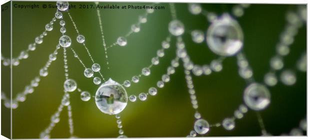 Morning dew on a cobweb Canvas Print by Sue Knight