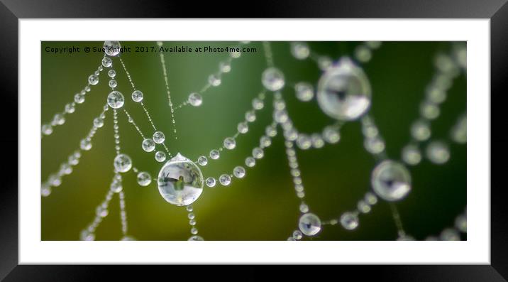 Morning dew on a cobweb Framed Mounted Print by Sue Knight